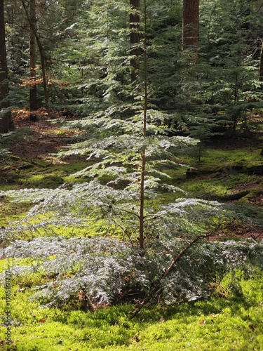 Douglasie im Sonnenlicht