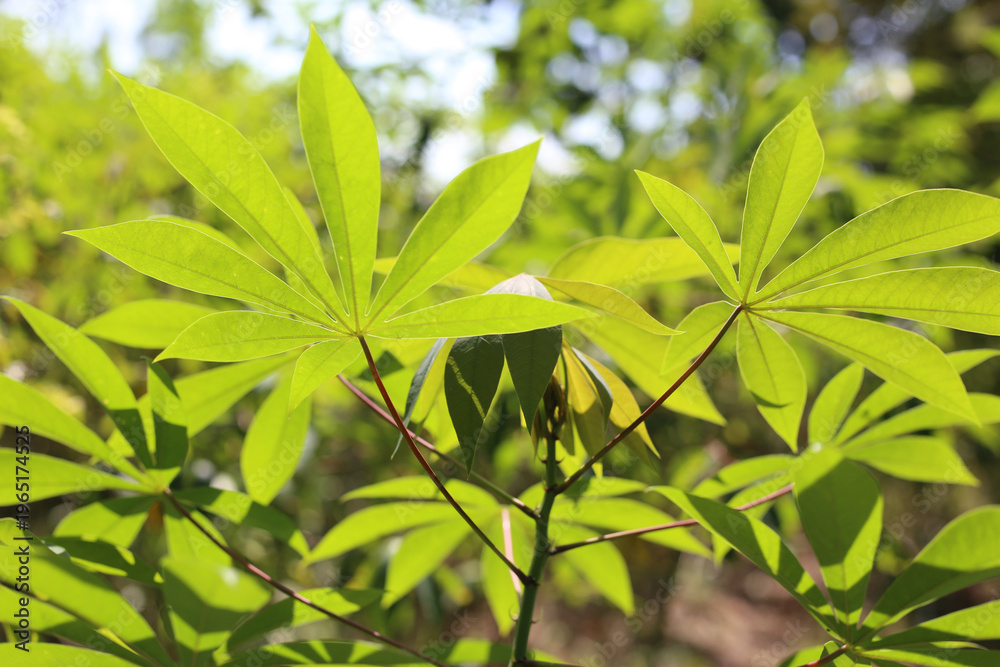Obraz premium Green leaves of cassava plant