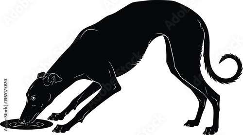 A high contrast black greyhound dog silhouette drinking water from a bowl isolated on white background for vector design flavector.