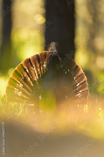 Western capercaillie male displaying at sunrise in spring, breath fume is in the air