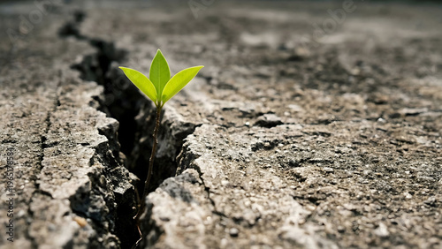 Green plant growing through cracked asphalt