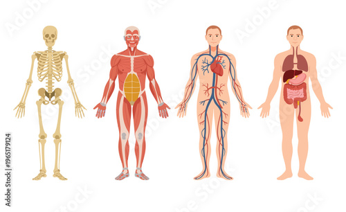 Organ systems of human body vector illustrations set, including woman body structure, muscular system, circulatory system with arteries and veins, and skeleton, isolated on white background 
