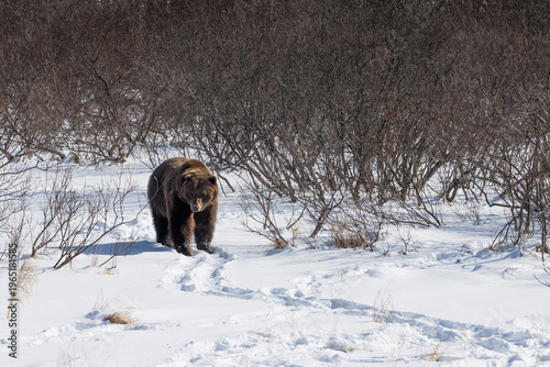Brown bear walks on snow trail in winter