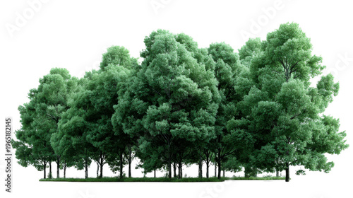 A vibrant collection of lush green deciduous trees with abundant foliage and visible trunks stands together, perfect for enhancing architectural visualizations, environmental studies, or