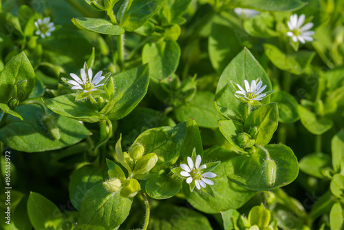 Stellaria media. Common chickweed or common stitchwort, plants with tiny flowers with white petals.