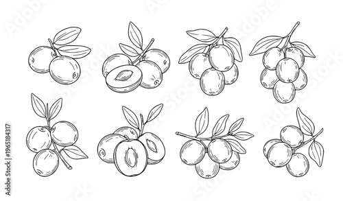 Jujube berry fruit line art vector set botanical illustration with leaves and slices minimalist design