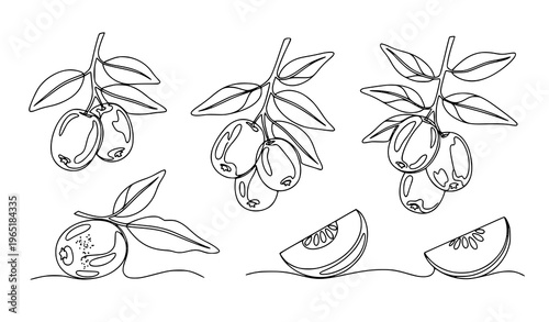 Continuous line jujube berry vector set monoline fruit botanical illustration minimalist design