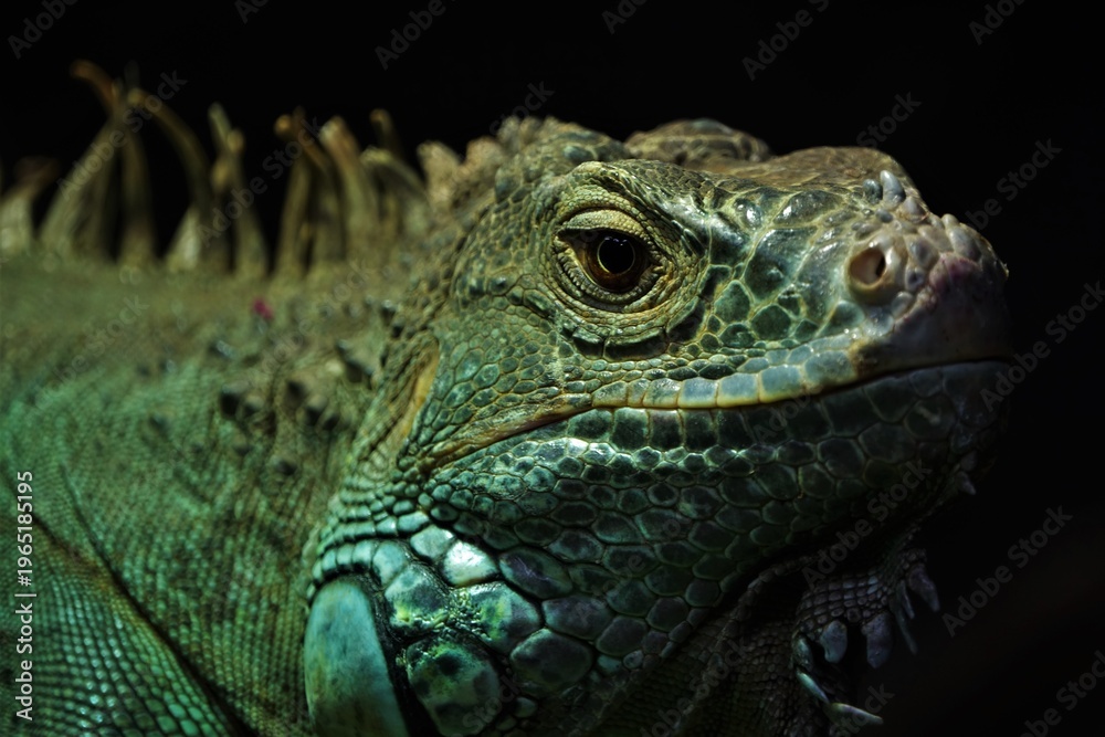 Obraz premium Leguan raptile