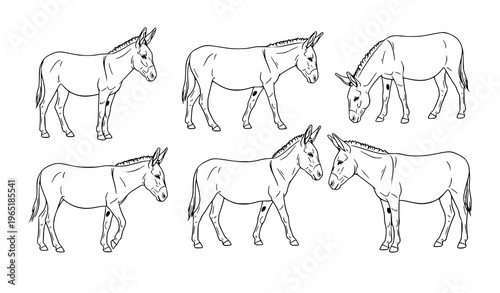 Continuous line donkey vector set monoline equine illustration elegant minimalist animal design