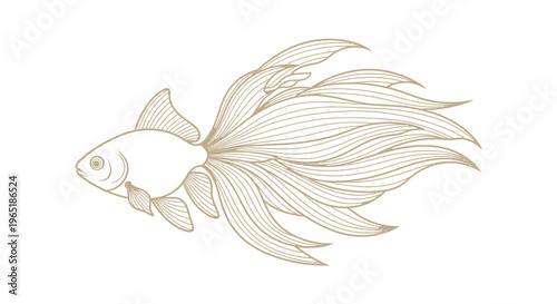 gold betta fish illustration