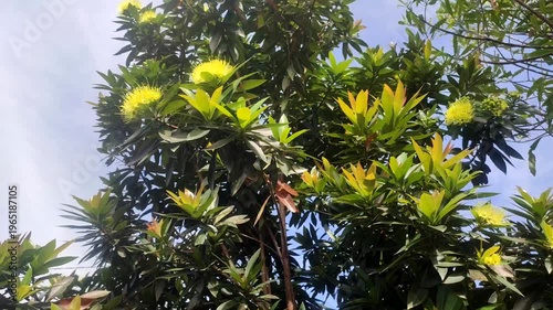 Plant with yellow flowers