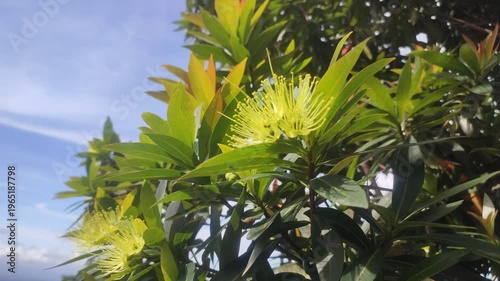 Plant with yellow flowers