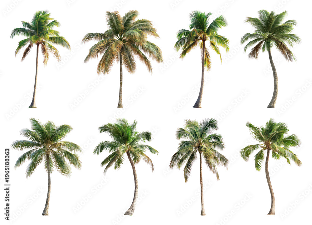 Obraz premium PNG Tropical palm trees collection on transparent background