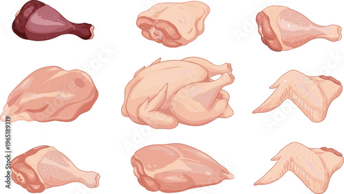 Vector illustration set of raw chicken meat parts including whole chicken breast wings drumsticks and thighs isolated on white background.