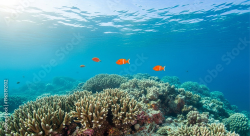 coral reef and diver