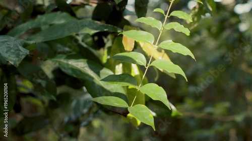 Fresh green leaves glowing under warm sun rays in a dense forest. High-quality botanical detail for eco-friendly and natural backgrounds.