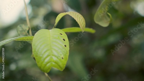 Detailed shot of a vibrant green leaf with natural holes in a sunlit forest. High-quality foliage footage with a soft, organic feel.