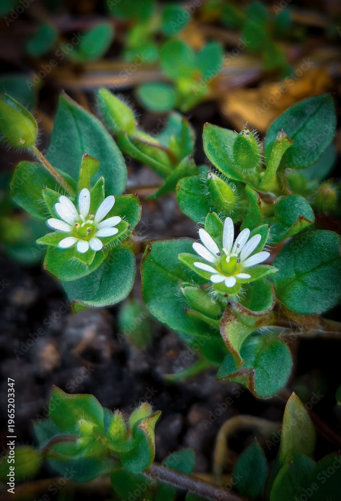 Obraz premium small white flower