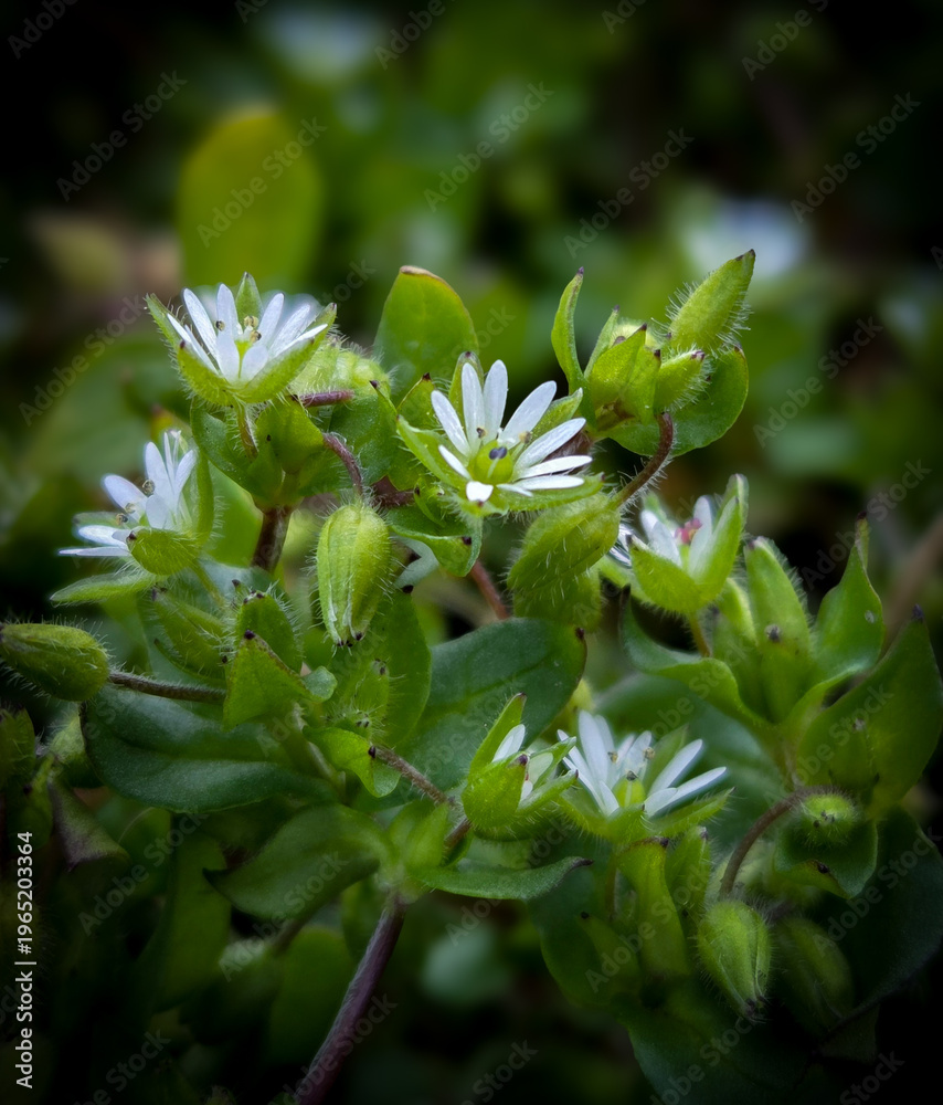 Obraz premium close up of a plant