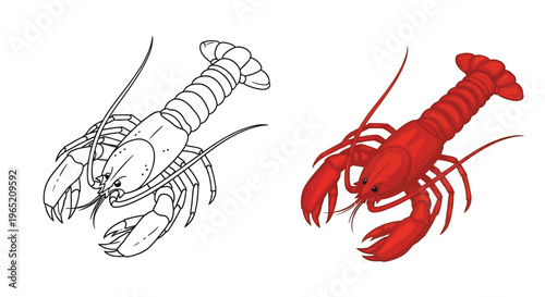 Vector graphic design set featuring a cooked red lobster and outline illustration