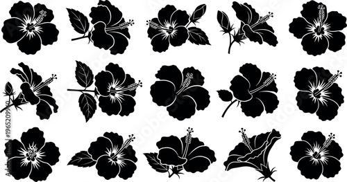 Black hibiscus flowers and buds silhouette white