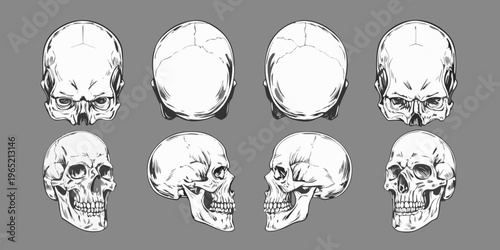 Anatomical study of human skulls in various perspectives and views