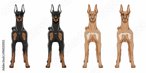 Four doberman pinschers displayed in varying shades of black and fawn