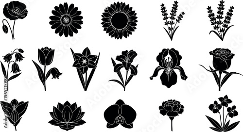 Collection of black flower silhouettes on white background poppy silhouette