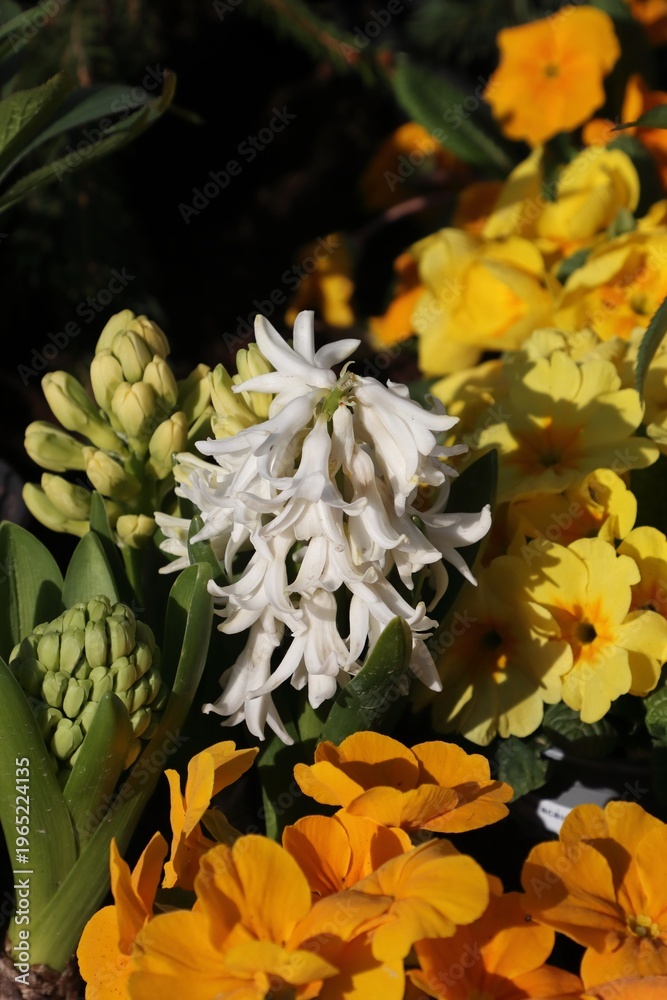 Obraz premium Close-up of white hyacinth surrounded by vibrant yellow primroses.