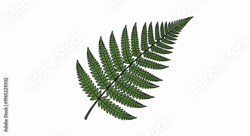 A single green fern frond with detailed feathery leaves