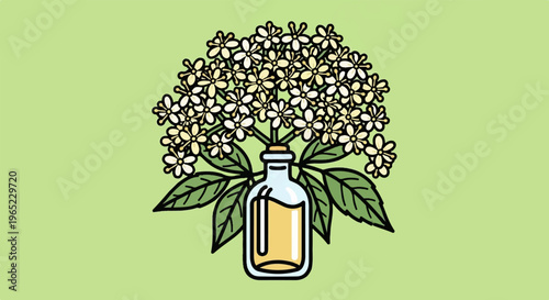 A stylized illustration of elderflower blooming in a glass bottle