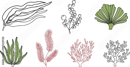 Collection of diverse aquatic and botanical illustrations