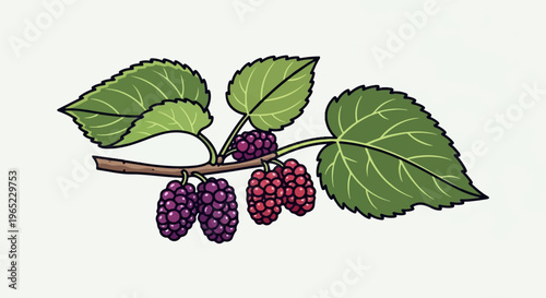 A stylized illustration of mulberries on a branch with green leaves