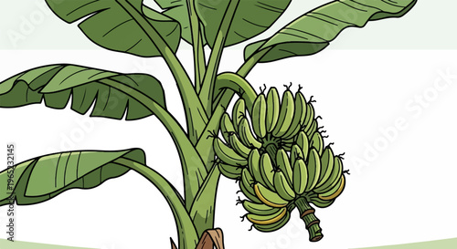 Lush green banana plant with a bunch of unripe fruit hanging