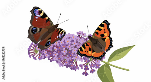 Two butterflies perched on a cluster of purple flowers
