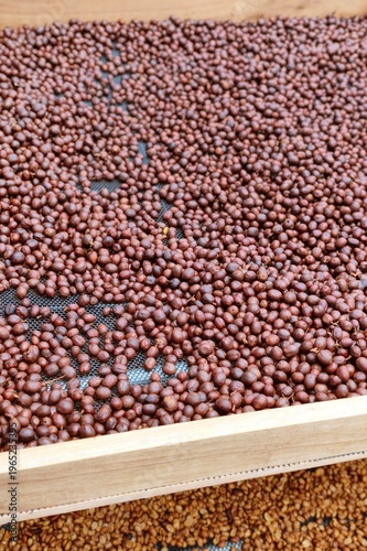 Coffee beans drying in the sun