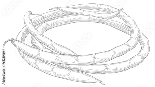 Detailed line drawing of spiraling seed pods, with visible seeds within them