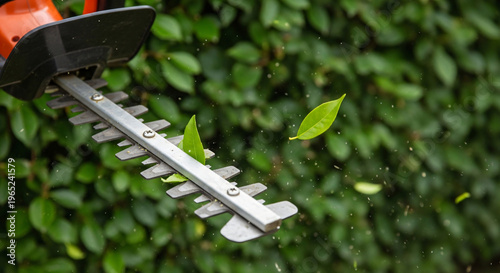Hedge trimmer cutting leaves with green hedge background  