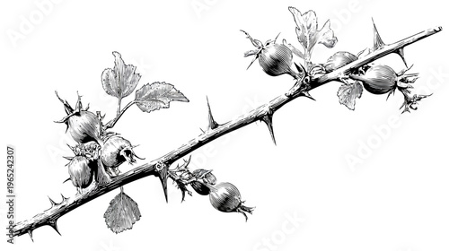 Etching of a thorny branch with unripe fruits and leaves against a white background