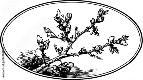 A branch with thorns and budding leaves is depicted within an oval frame