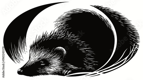 Black and white rendering of a porcupine or hedgehog curved in crescent moon