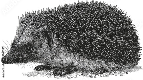 Detailed black and white line drawing of a spiky hedgehog walking forward