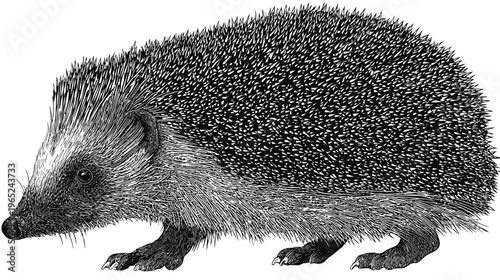Etched-style image of a hedgehog facing left with detailed, spiky texture throughout its body