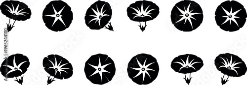 Black and white mushroom with starburst patterns mushrooms fungi