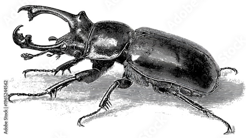 Intricate ink-style drawing of a large horned beetle, detailed and dramatic