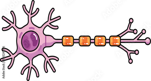 Neuron Cell Structure Vector Illustration with Axon Dendrites Synapse and Myelin Sheath Educational Biology Neuroscience Medical Diagram