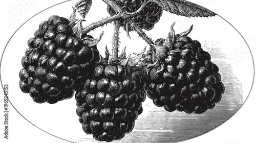 Illustration of three black raspberries with leaves in an oval frame; etched