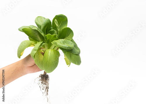 Foto Hand picking fresh, healthy bok choy from a green urban, promoting sustainable l