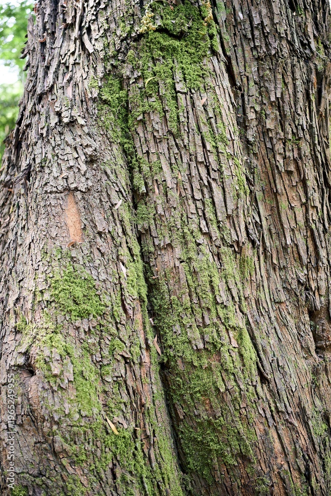 Obraz premium Close up of pine tree trunk bark