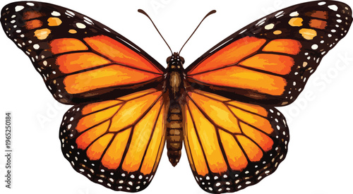 A large orange butterfly with black lines watercolor illustration